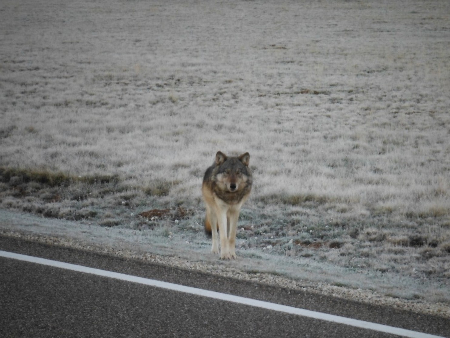 Is this a gray wolf?