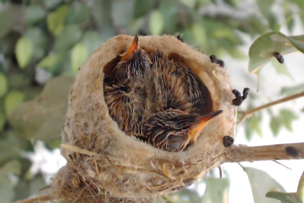 Bellahummingbird
