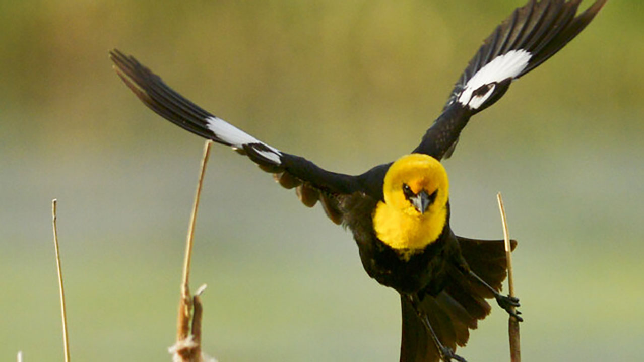 Four and twenty blackbirds -- with friends