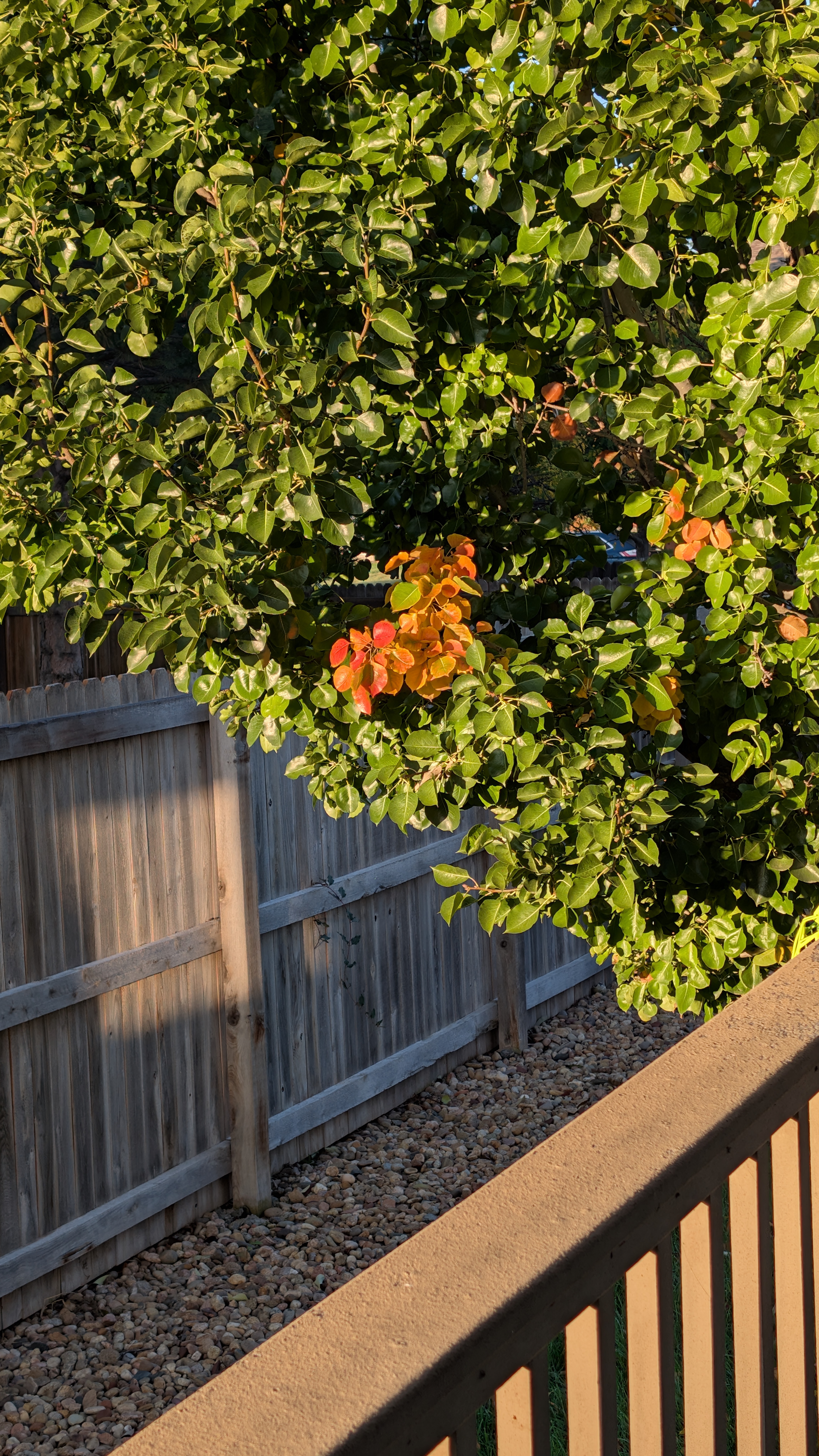 Peda Tree Pied Type: pear tree